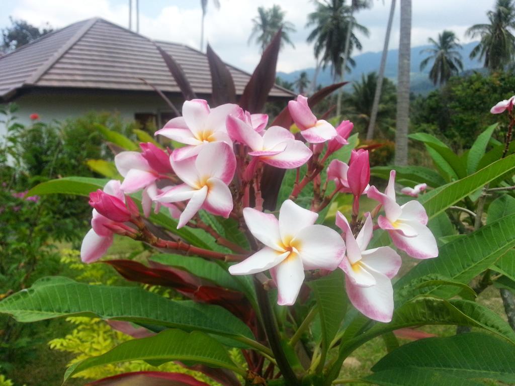 热带季节度假别墅 湄南海滩 外观 照片